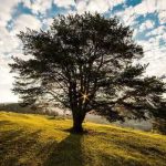 Árvore e Natureza