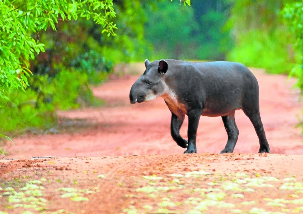 Por que a Anta é um dos Animais Mais Inteligentes?
