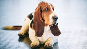 Quanto um Basset Hound Come por Dia? Quantas Vezes?