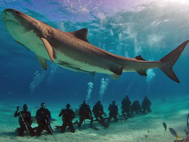Concha da Baía dos Tubarões: Características, Habitat e Fotos