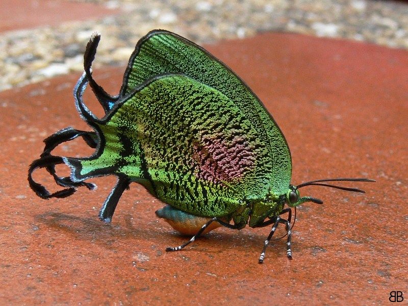 Borboleta Arcas Imperialis: Características, Habitat e Fotos
