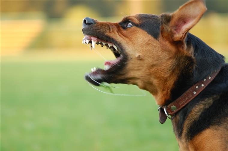 Como Saber Se o Cachorro Vai Atacar?