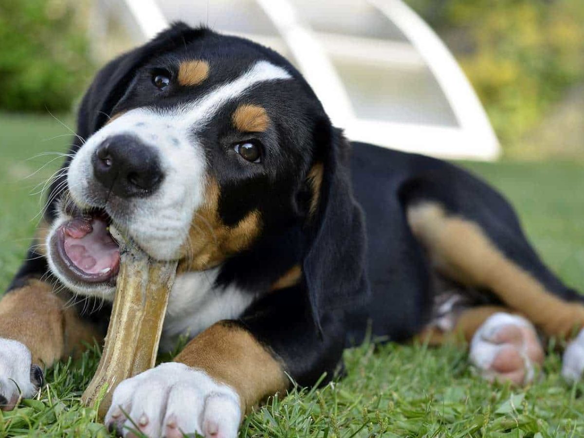Pimenta Para Cachorro Parar de Roer: Como Fazer?