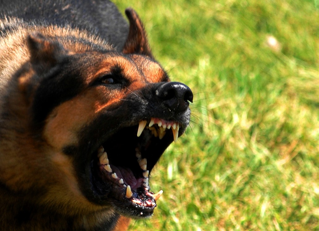 Raças de Cachorros Territorialistas: As 12 Mais Intensas e Como Lidar