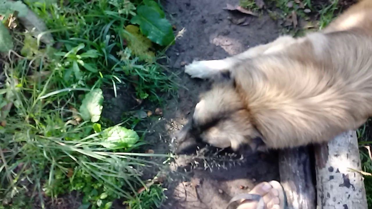 Como Proteger a Horta dos Cachorros?