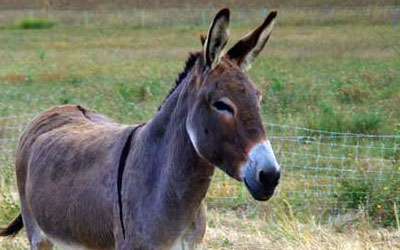Ciclo de Vida do Burro: Quantos Anos Eles Vivem?
