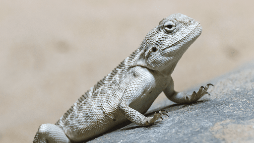 História do Lagarto e Origem do Animal