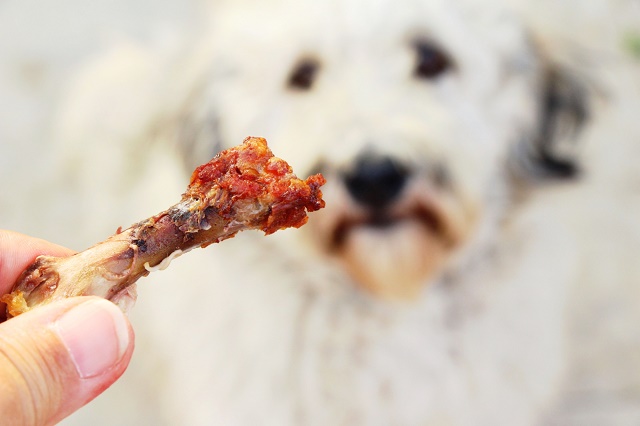 Quanto Tempo Depois de Comer o Cão Defeca?