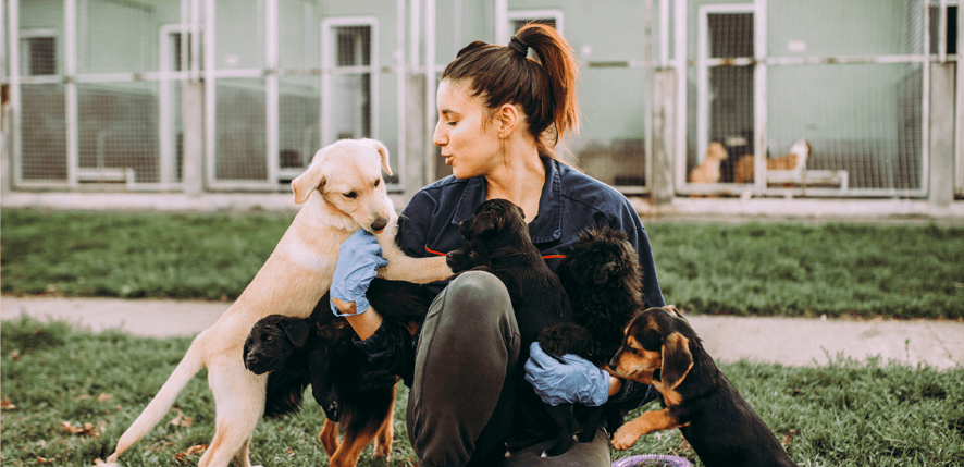 Meu Cachorro Quer Carinho e Atenção o Tempo Todo: E Agora?