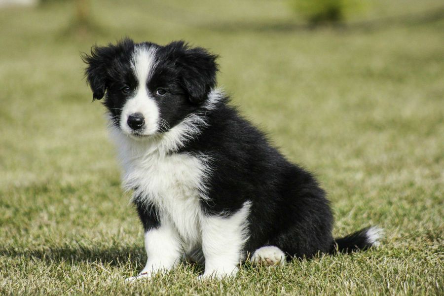 Como Cuidar De Um Border Collie Filhote: Cuidados E Doenças