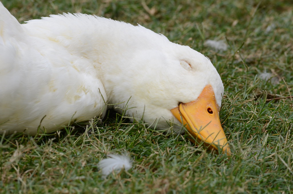 Como Dorme o Pato? Quanto Tempo Precisam Descansar?