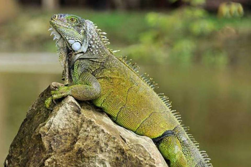 Minha Iguana Está Ficando Cinza / Marrom: O Que Fazer?