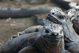 Espécies de Lagarto: Lista Com Tipos, Nomes e Fotos