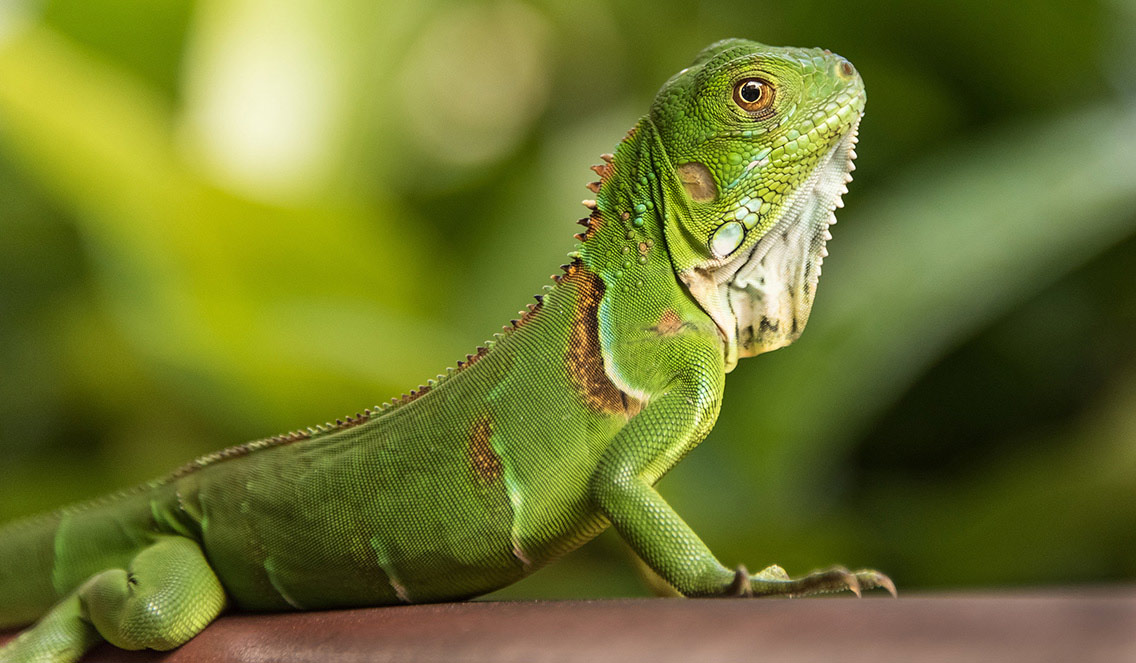 Tudo Sobre a Iguana: Características, Nome Científico e Fotos