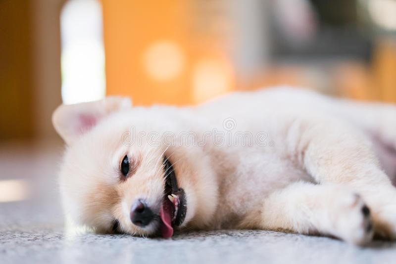 Como Saber Se o Cachorro Morreu de Infarto?