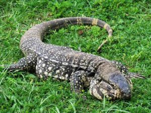 Ficha Técnica do Lagarto: Peso, Altura, Tamanho e Imagens