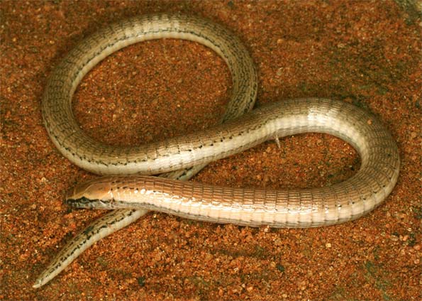 Lagarto Bachia Sp: Características, Nome Cientifico e Fotos