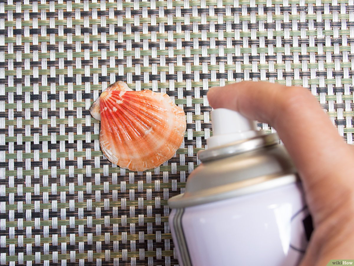 Como Tirar O Mau Cheiro Das Conchas Do Mar?