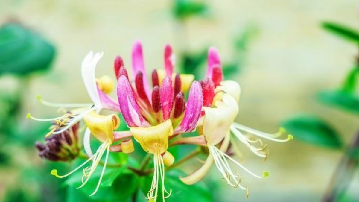 Flores que Começam com a Letra M: Nome e Características