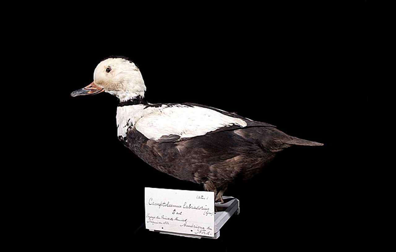 Pato do Labrador: Características, Nome Cientifico e Habitat