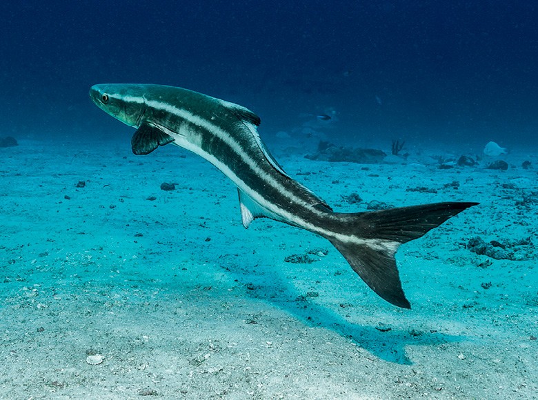 Ciclo de Vida do Peixe Bijupirá: Do Ovo ao Gigante de 80 kg