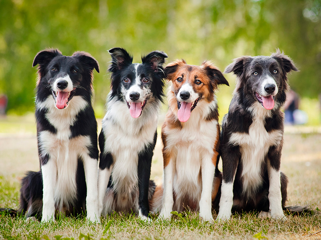 Cores Raras da Raça Border Collie com Fotos
