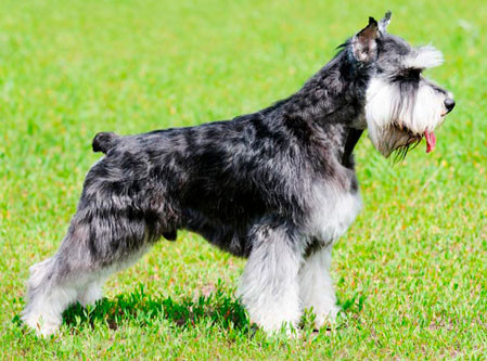 Schnauzer: Características da Raça e Canis Registrados no Brasil (2026)