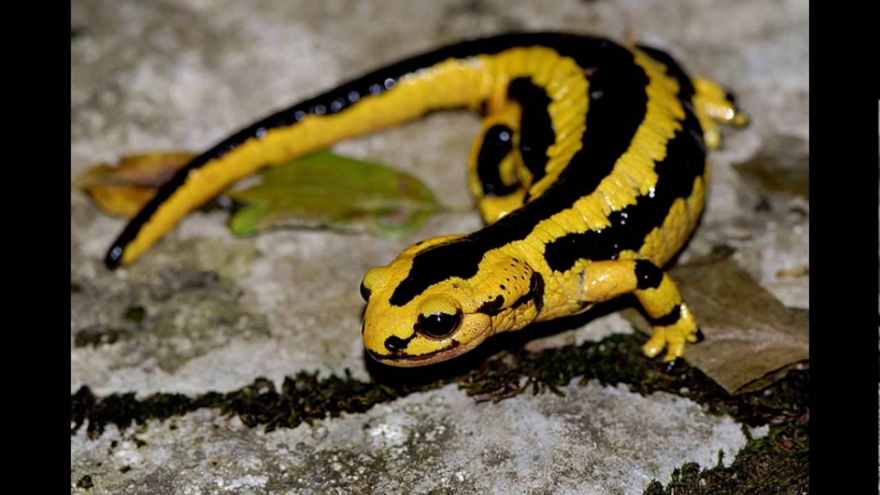 Salamandra é Venenosa? Ela é Perigosa Para Humanos?