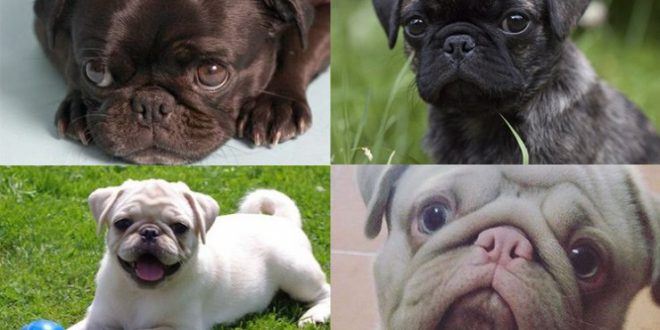 Qual a Diferença do Bulldog Inglês, Para o Francês e Pug?