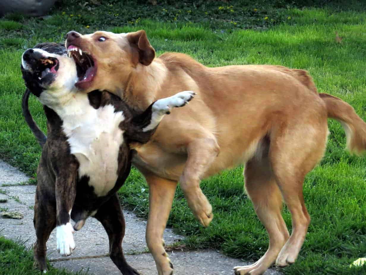 Meu Cachorro Matou Outro Cachorro: O Que Fazer? (Guia Completo)