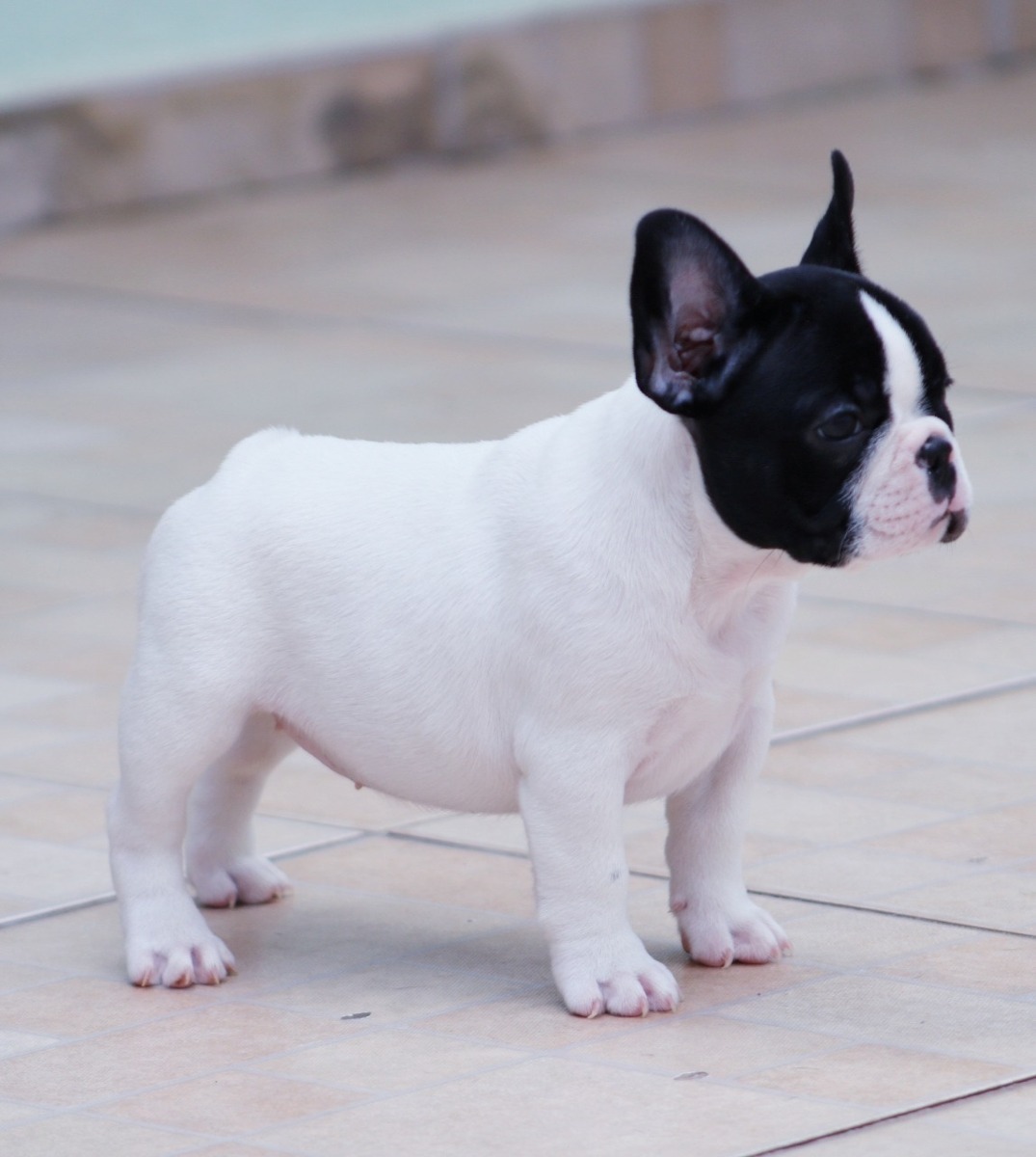 Qual é o Menor Tipo de Buldogue?