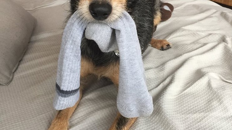 Por Que Cachorro Pega Roupa do Varal?