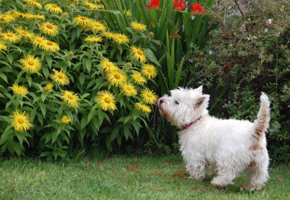 O Que Fazer Para o Cachorro Não Urinar nas Plantas?