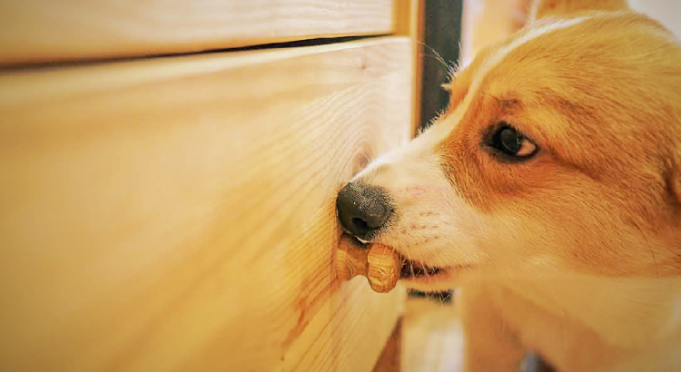 Até Que Idade os Cachorros Roem? Quando Eles Param?