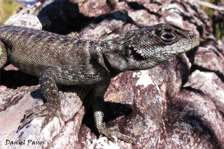 Qual a Diferença de Lagarto e Calango?