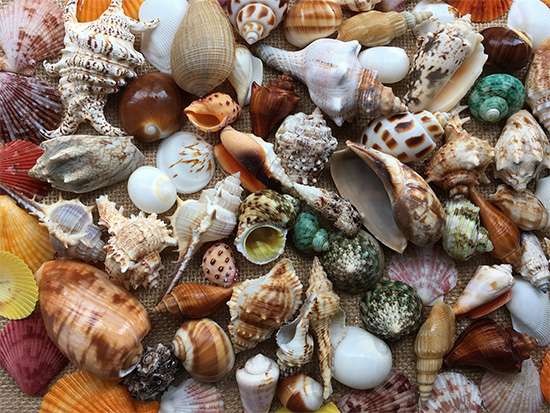Qual é a Estrutura Que Produz a Concha?