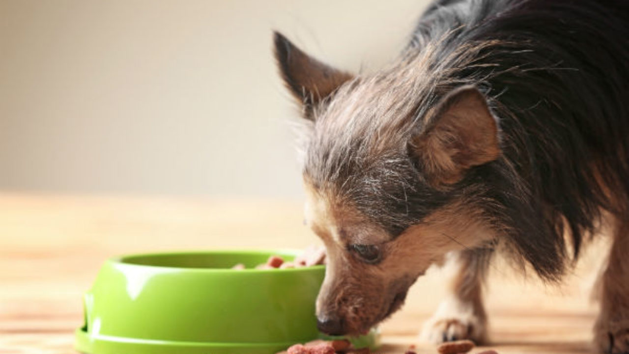 O Que Fazer Quando o Cachorro Não Quer Comer a Ração