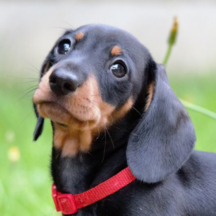Dachshund Mini Pelo Longo: Tamanho, Onde Comprar e Fotos