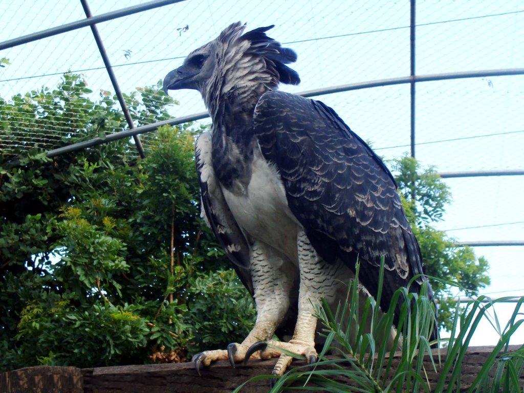 Quais São os Predadores da Harpia e Seus Inimigos Naturais?