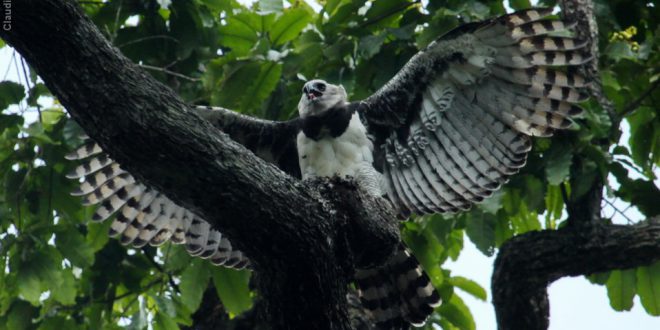 Habitat da Harpia: Onde Elas Vivem?