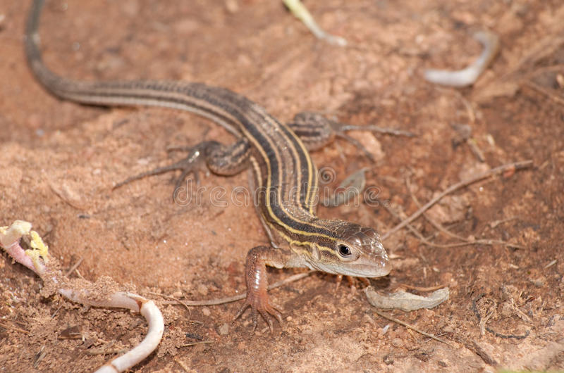 Lagarto Corredor de Seis Linhas: Características, Habitat e Fotos