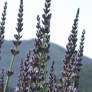Flores que Começam Com a Letra A: Nome e Características