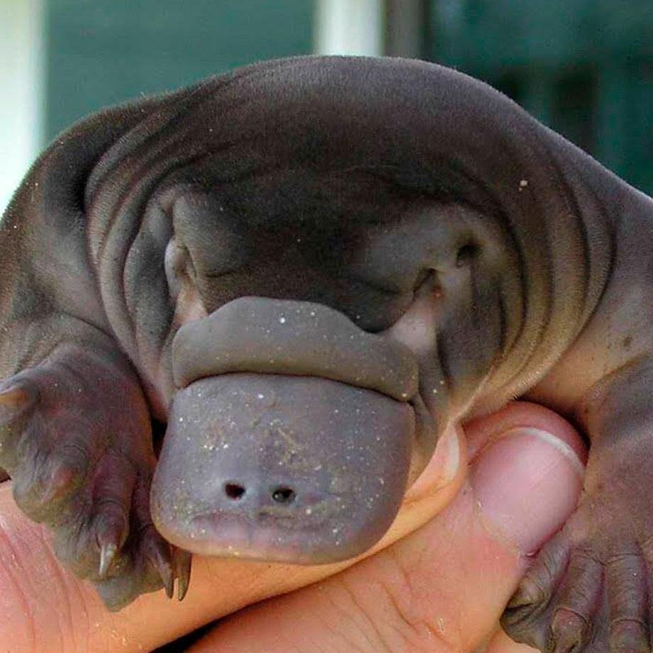 Quais Animais Mamíferos Nascem do Ovo?