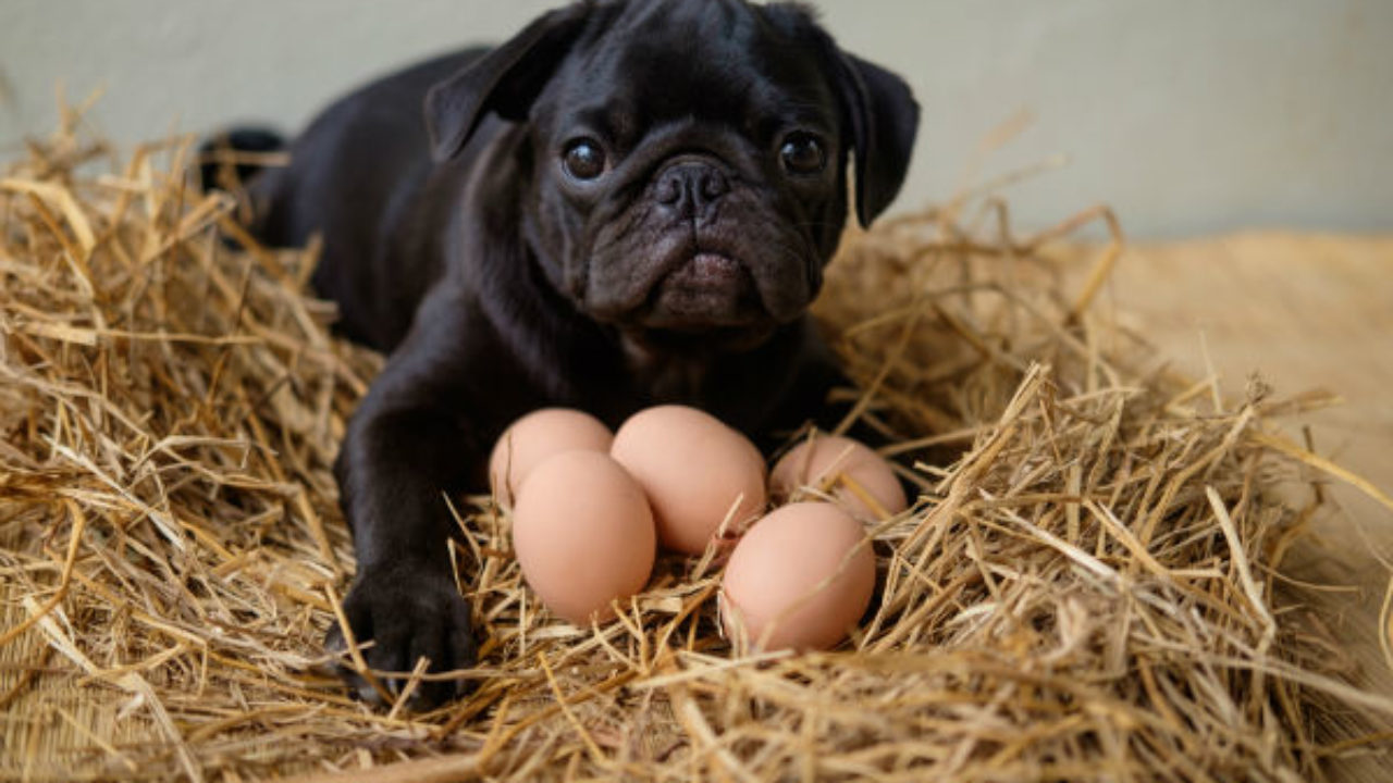 Faz Mal dar Ovo Cozido Para Cachorro? Pode Dar?