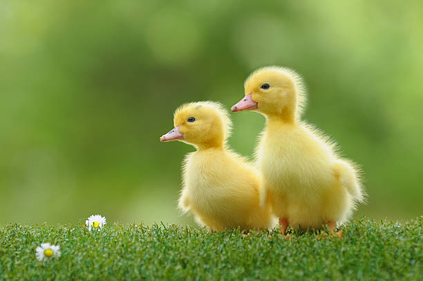 Quanto Tempo Demora Para Crescer o Pato?