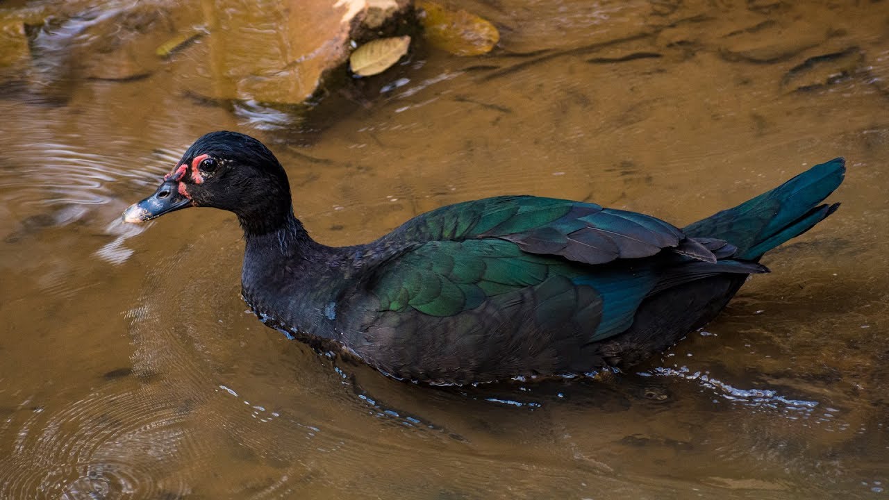 Pato do Mato: Características, Nome Cientifico, Habitat e Fotos