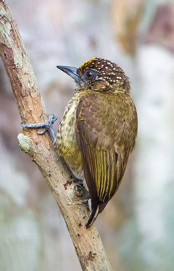 Pica-Pau-Anão-Dourado: Características, Nome Científico e Fotos