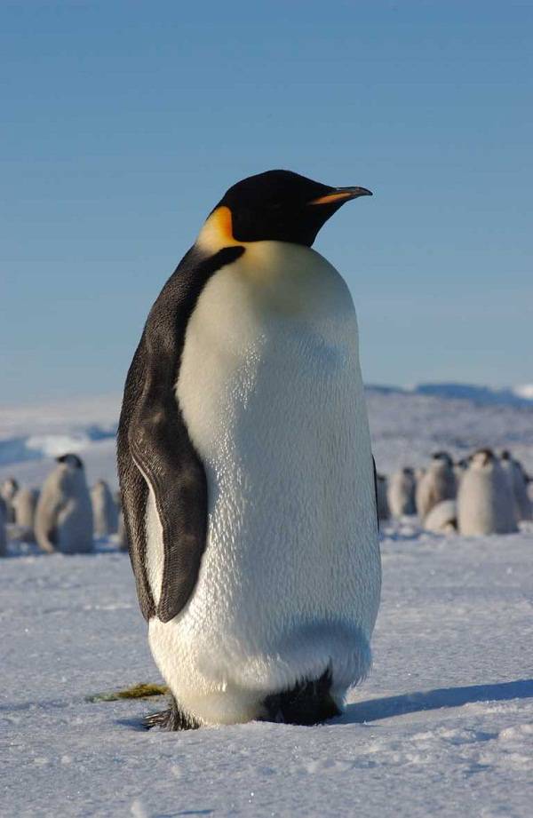 Como é o Revestimento do Corpo do Pinguim? O que Cobre a Pele?