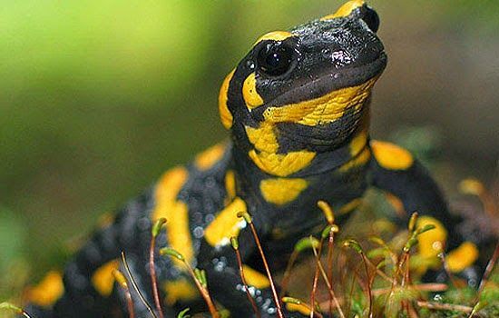 Tudo Sobre a Salamandra: Características, Nome Científico e Fotos