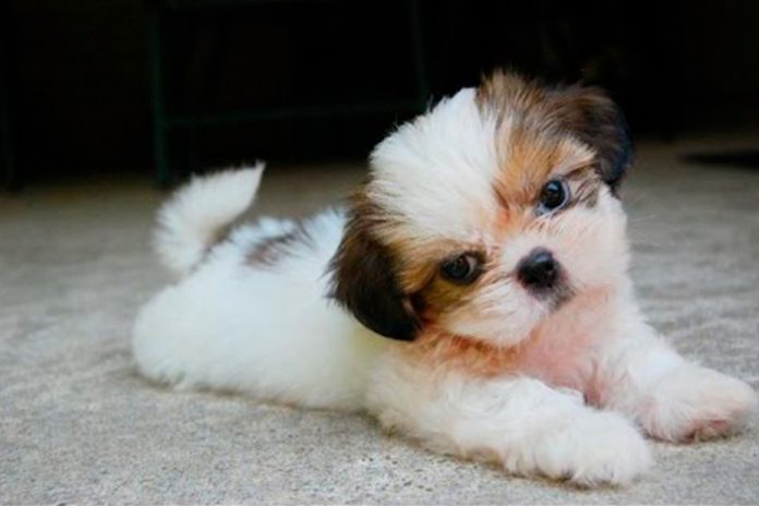 Comportamento do Shih-Tzu, Hábitos e Modo de Vida